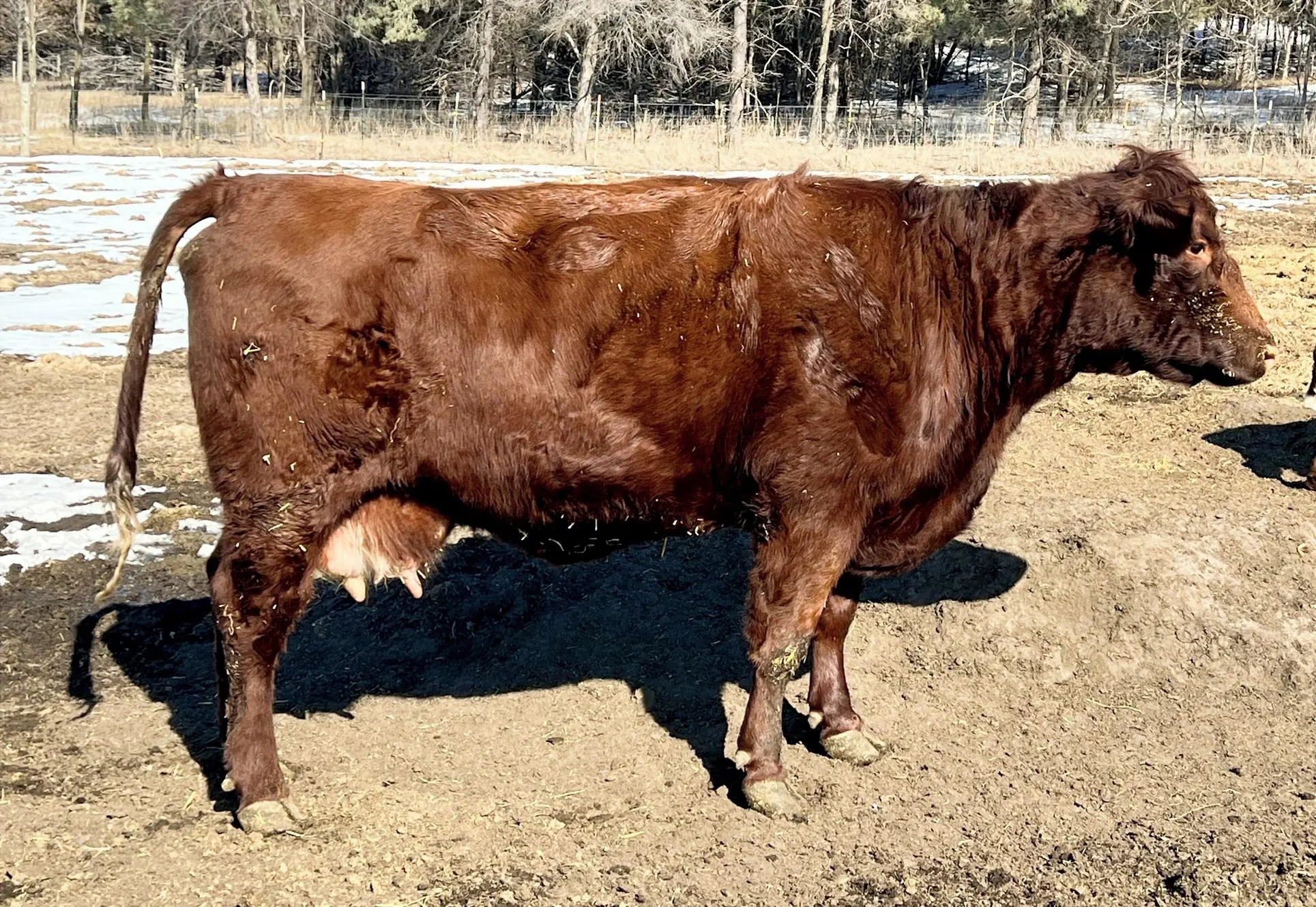 Big Red - MC Silver Duchess 101st - High-quality Shorthorn breeding cattle from McMartin Herd