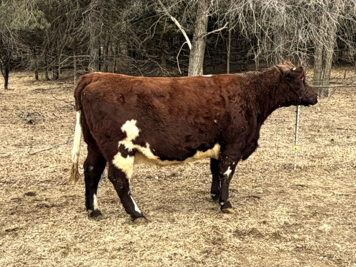 Jersey Girl - MC Silver Duchess 99th - Breeding female Shorthorn cattle from McMartin Herd