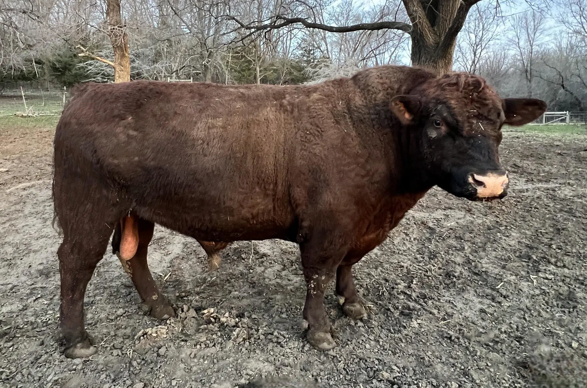 MC Lucky - Previous premium herd sire and prizewinning Shorthorn cattle from McMartin Herd