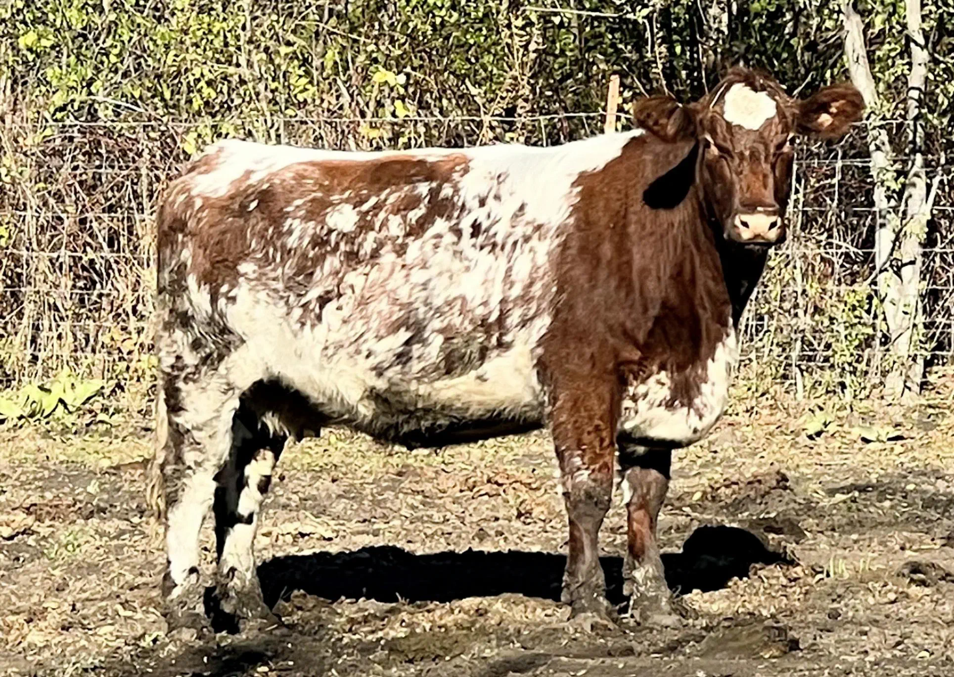 Medusa - MC Silver Duchess 102nd - Registered Shorthorn cattle with proven bloodlines from McMartin Herd