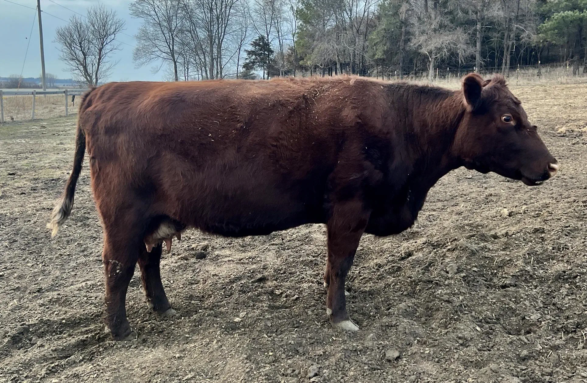 Ruth - MC Silver Duchess 97th - Premium registered female Shorthorn cattle with proven genetics