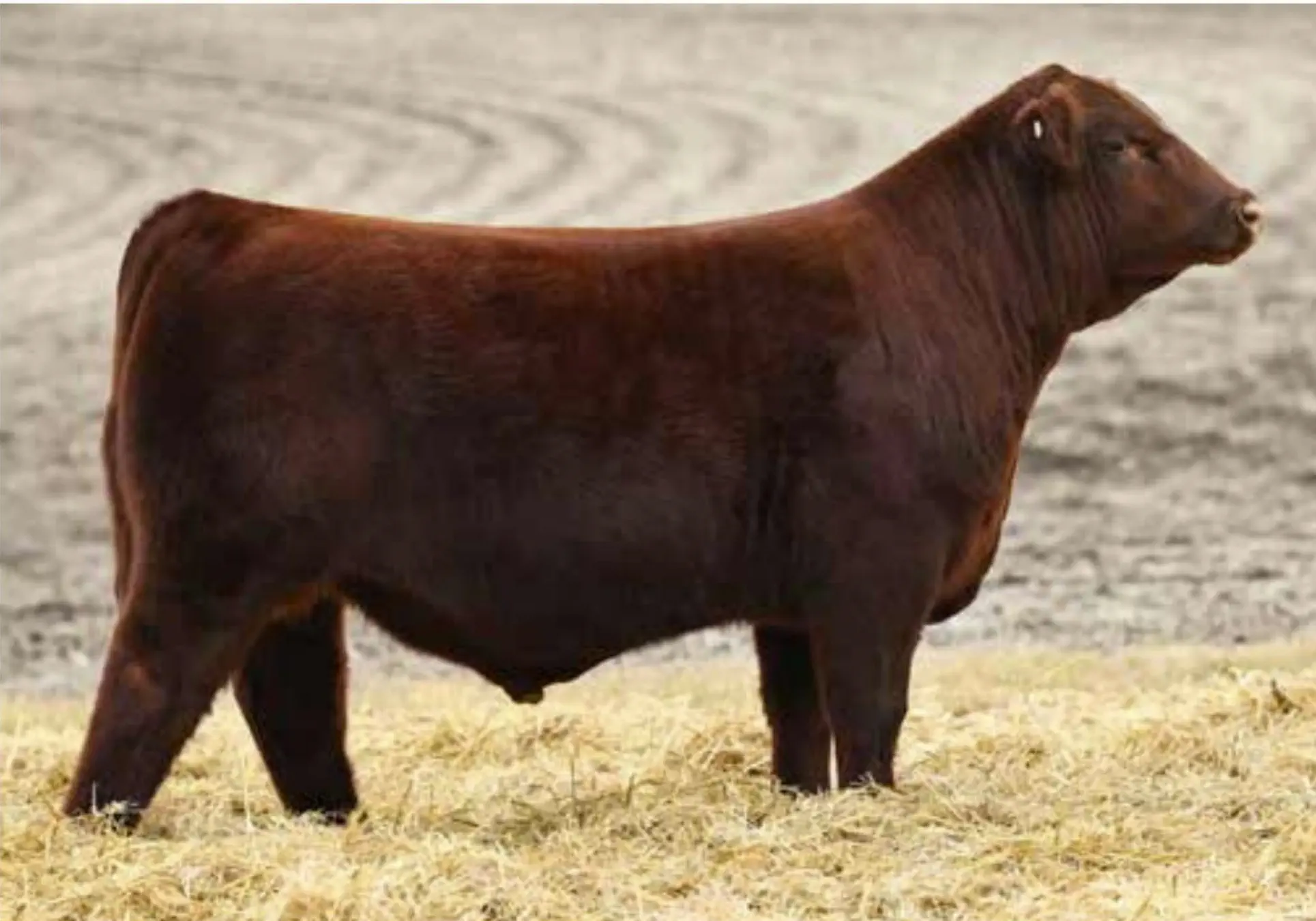Studer's More Money 7 M - Registered Shorthorn herd sire with champion genetics and proven bloodlines